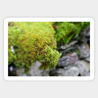 Lakes: moss and wall Sticker